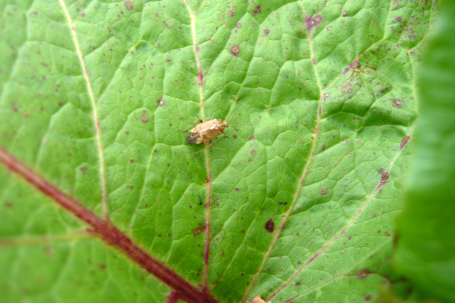 Miridae: il genere Lygus